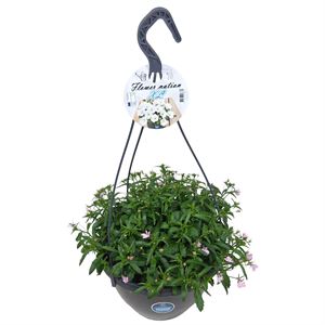 Bild von HP27 o.kl. Lobelia Pink